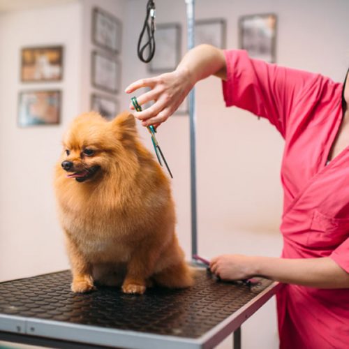 Toilettage pour chiens Laval Multi Canin Pour l'amour des animaux